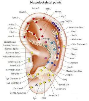 Ear Seed Chart